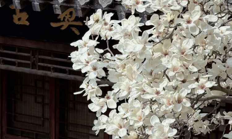 东风吹过玉兰花 古韵水城春意浓——契约文化博物馆玉兰盛放引游客打卡热潮